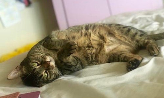 These Denver-based cats are up for adoption and in need of good homes