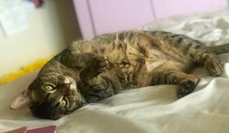 These Denver-based cats are up for adoption and in need of good homes