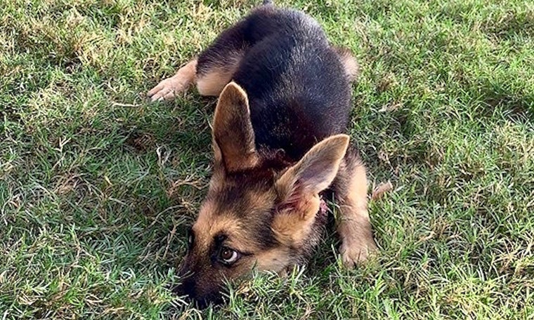 These Plano-based puppies are up for adoption and in need of good homes