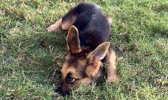 These Plano-based puppies are up for adoption and in need of good homes