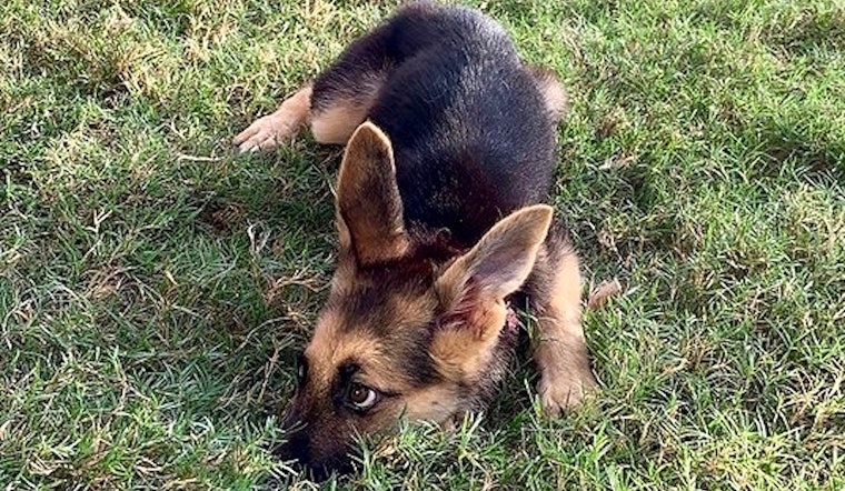 These Plano-based puppies are up for adoption and in need of good homes