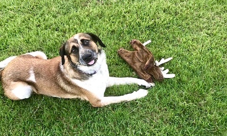 These Fort Worth-based canines are up for adoption and in need of good homes