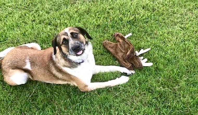 These Fort Worth-based canines are up for adoption and in need of good homes
