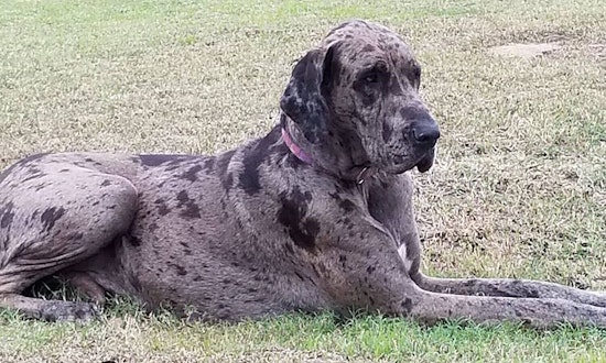 These Dallas-based dogs are up for adoption and in need of good homes