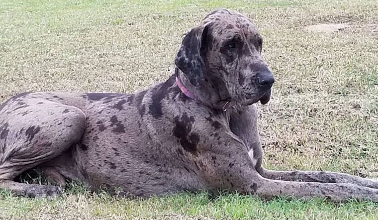 These Dallas-based dogs are up for adoption and in need of good homes