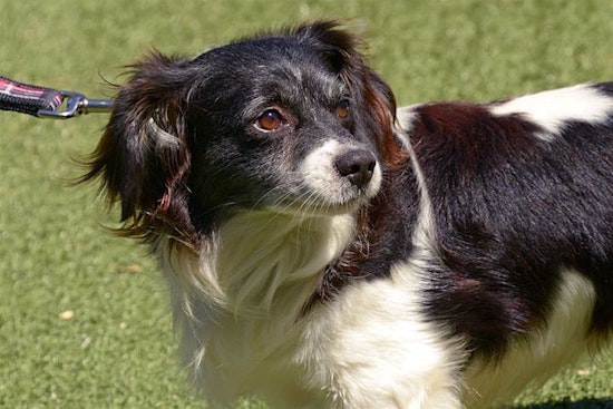 6 lovable pups to adopt now in San Jose