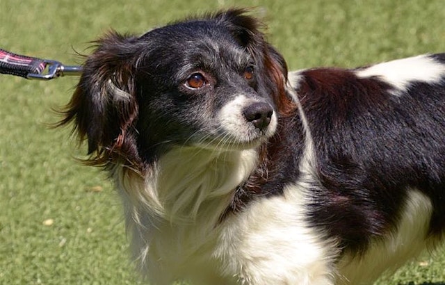 6 lovable pups to adopt now in San Jose