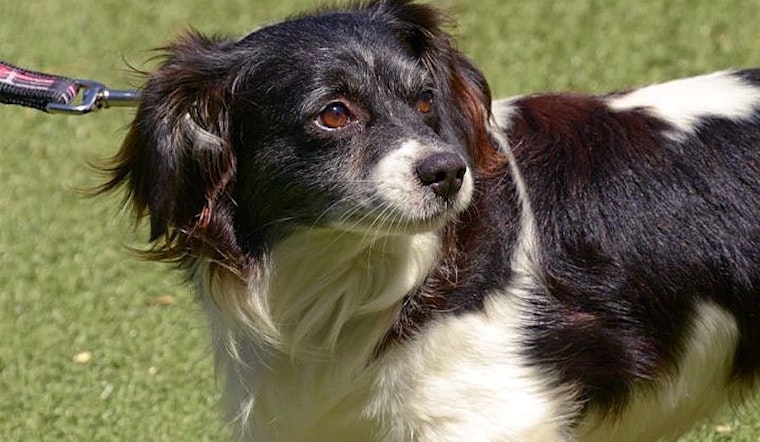 6 lovable pups to adopt now in San Jose
