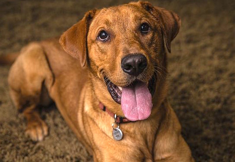 These Portland-based pups are up for adoption and in need of a good home