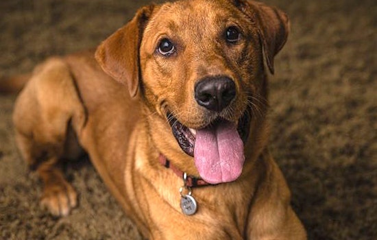 These Portland-based pups are up for adoption and in need of a good home