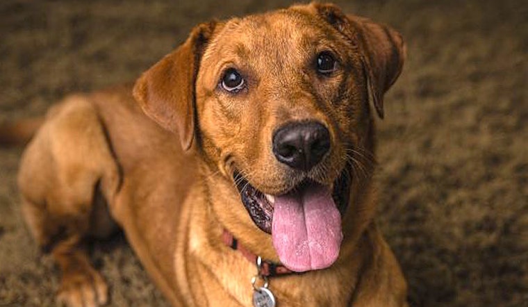 These Portland-based pups are up for adoption and in need of a good home