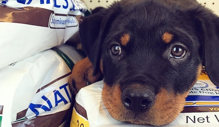 The 4 best pet stores in Anaheim