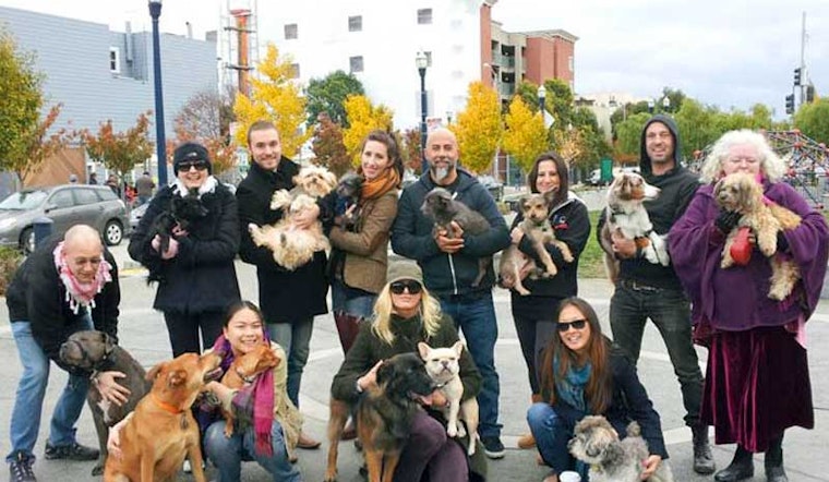 Meet the Hayes Valley Dog Buddies