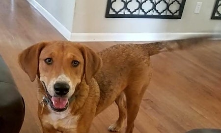3 adorable pups to adopt now in Oklahoma City