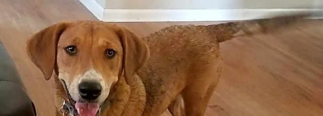 3 adorable pups to adopt now in Oklahoma City