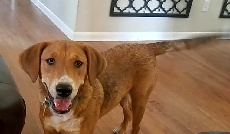 3 adorable pups to adopt now in Oklahoma City