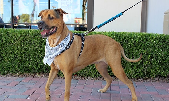 These Las Vegas-based dogs are up for adoption and in need of a good home