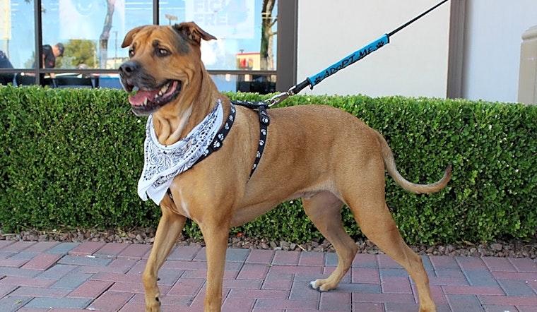 These Las Vegas-based dogs are up for adoption and in need of a good home