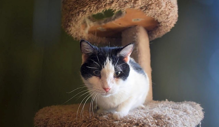 These Phoenix-based cats are up for adoption and in need of a good home