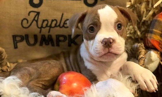 7 perfect puppies to adopt now in Mesa