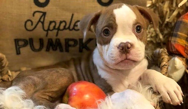 7 perfect puppies to adopt now in Mesa