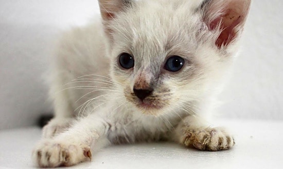 These Los Angeles-based kittens are up for adoption and in need of a good home