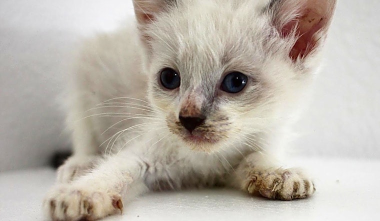 These Los Angeles-based kittens are up for adoption and in need of a good home