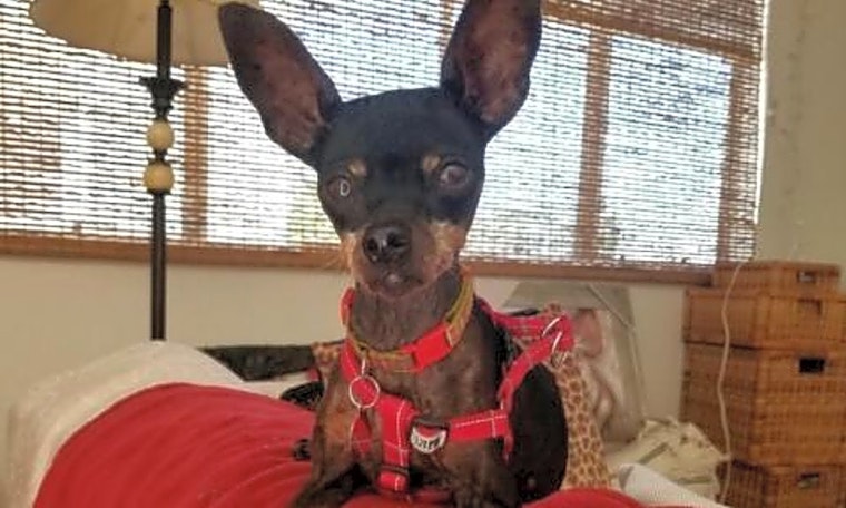 Want to adopt a pet? Here are 4 delightful doggies to adopt now in Long Beach