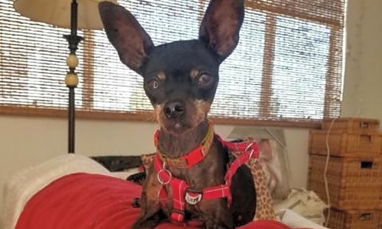 Want to adopt a pet? Here are 4 delightful doggies to adopt now in Long Beach