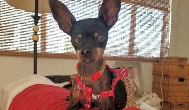 Want to adopt a pet? Here are 4 delightful doggies to adopt now in Long Beach