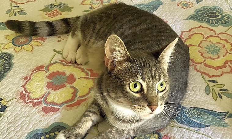 Looking to adopt a pet? Here are 5 cuddly kittens to take home in Anaheim