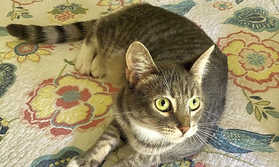 Looking to adopt a pet? Here are 5 cuddly kittens to take home in Anaheim