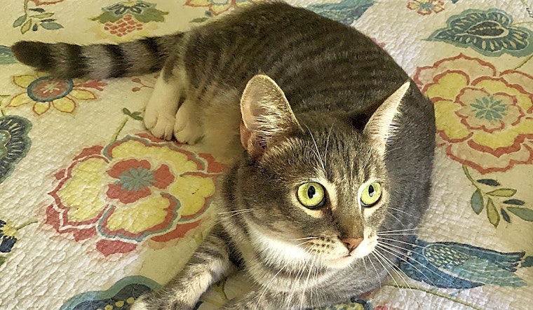 Looking to adopt a pet? Here are 5 cuddly kittens to take home in Anaheim