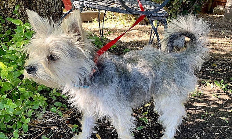 7 cuddly canines to adopt in Santa Ana