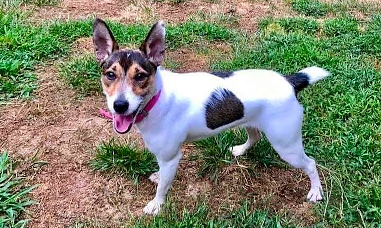 4 lovable pups to adopt now in Stockton