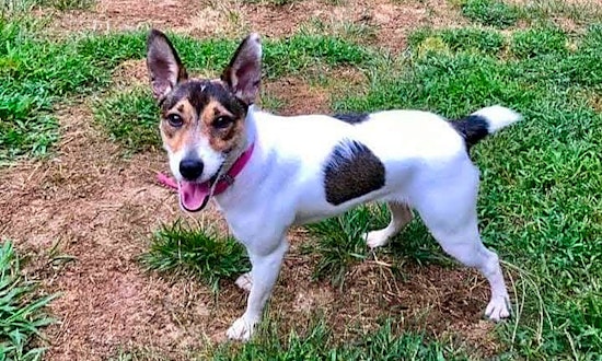 4 lovable pups to adopt now in Stockton