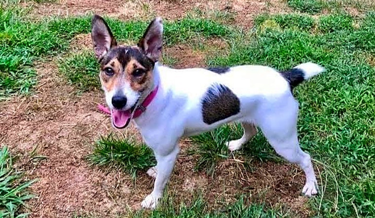 4 lovable pups to adopt now in Stockton
