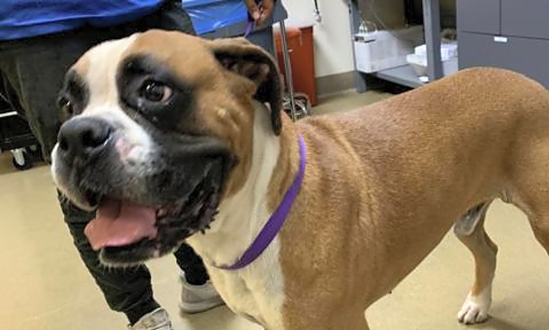 These Riverside-based dogs are up for adoption and in need of a good home