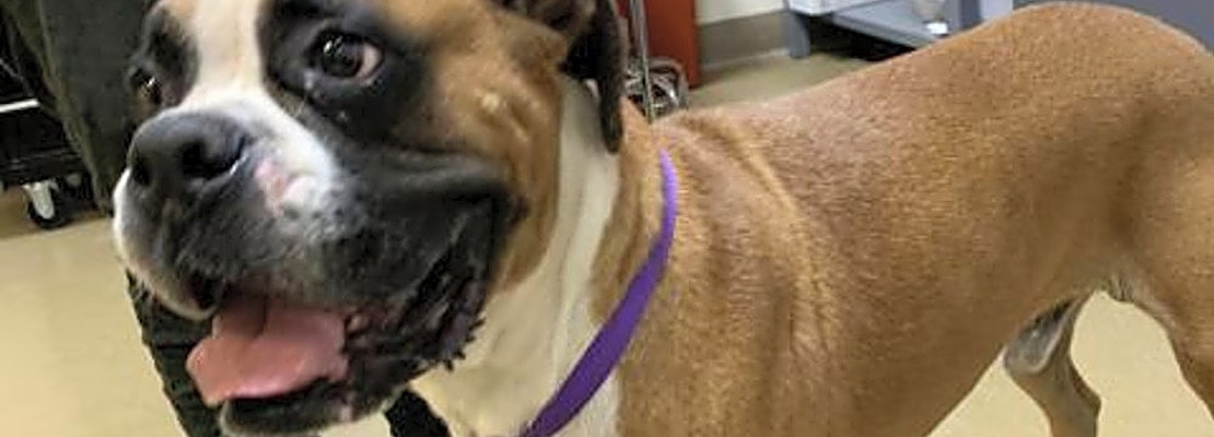 These Riverside-based dogs are up for adoption and in need of a good home