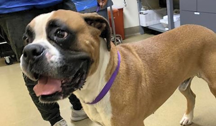 These Riverside-based dogs are up for adoption and in need of a good home