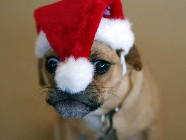 Dog Buddies Holiday Party in Patricia's Green Today