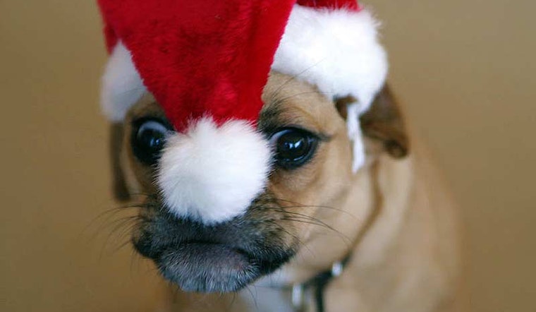 Dog Buddies Holiday Party in Patricia's Green Today