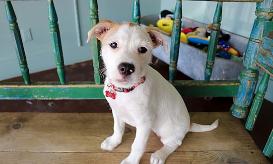Want to adopt a pet? Here are 7 perfect puppies to adopt now in San Antonio