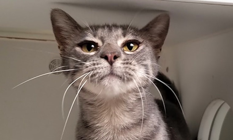 These Dallas-based felines are up for adoption and in need of a good home