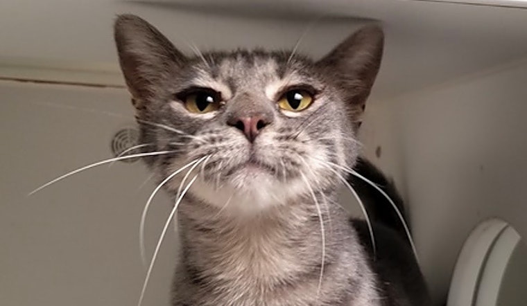 These Dallas-based felines are up for adoption and in need of a good home