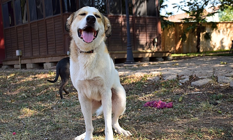 6 cuddly canines to adopt now in Fort Worth