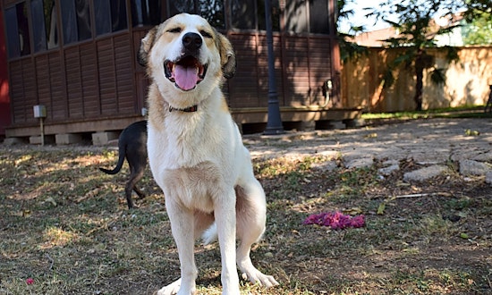 6 cuddly canines to adopt now in Fort Worth