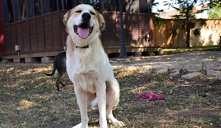 6 cuddly canines to adopt now in Fort Worth