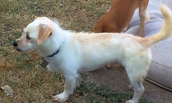 7 delightful doggies to adopt now in Plano