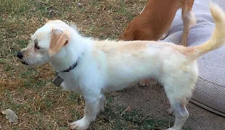 7 delightful doggies to adopt now in Plano